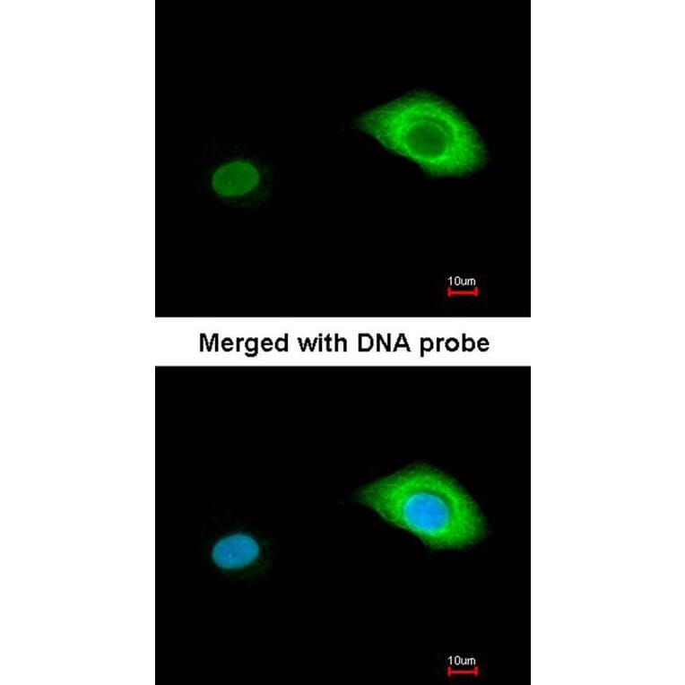 Immunofluorescence - BCL2L15 antibody from Signalway Antibody (23184) - Antibodies.com