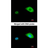 Immunofluorescence - BCL2L15 antibody from Signalway Antibody (23184) - Antibodies.com