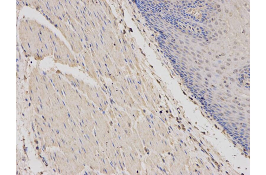 Immunohistochemistry - PRKAR1A Antibody from Signalway Antibody (32091) - Antibodies.com