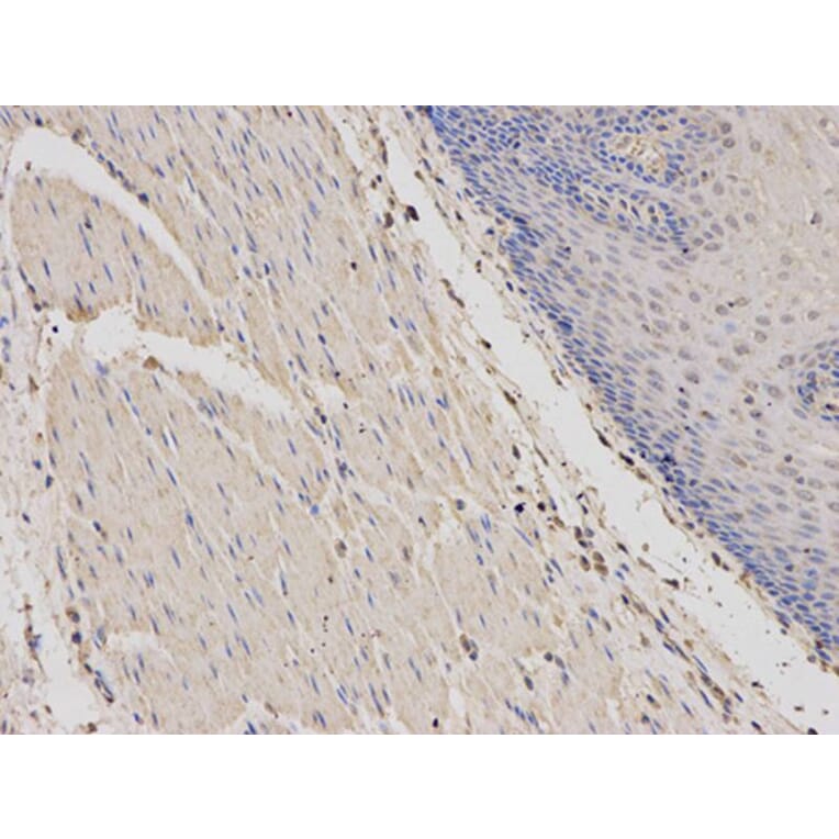 Immunohistochemistry - PRKAR1A Antibody from Signalway Antibody (32091) - Antibodies.com