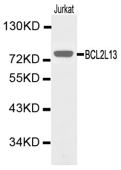Western blot analysis of Jurkat cell lysate using BCL2L13 antibody.