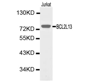 Western blot - BCL2L13 Antibody from Signalway Antibody (32164) - Antibodies.com