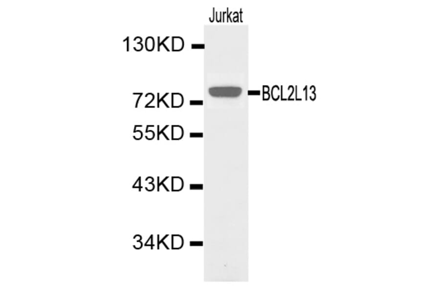 Western blot - BCL2L13 Antibody from Signalway Antibody (32164) - Antibodies.com