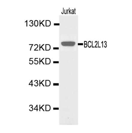 Western blot - BCL2L13 Antibody from Signalway Antibody (32164) - Antibodies.com