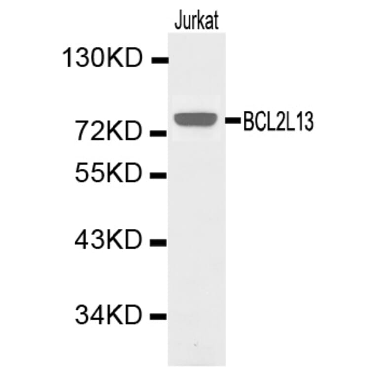 Western blot - BCL2L13 Antibody from Signalway Antibody (32164) - Antibodies.com