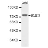 Western blot - BCL2L13 Antibody from Signalway Antibody (32164) - Antibodies.com