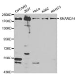 Western blot - SMARCA4 Antibody from Signalway Antibody (32608) - Antibodies.com