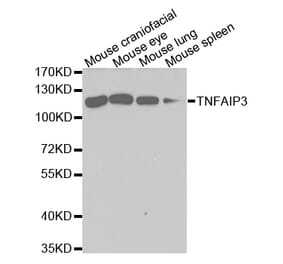 Western blot - TNFAIP3 Antibody from Signalway Antibody (32613) - Antibodies.com