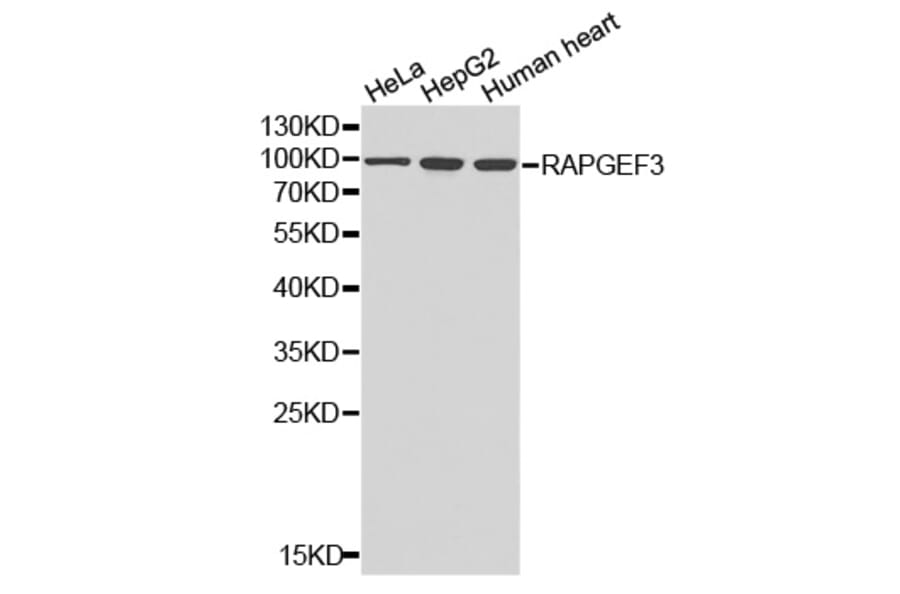 Western blot - RAPGEF3 Antibody from Signalway Antibody (32661) - Antibodies.com