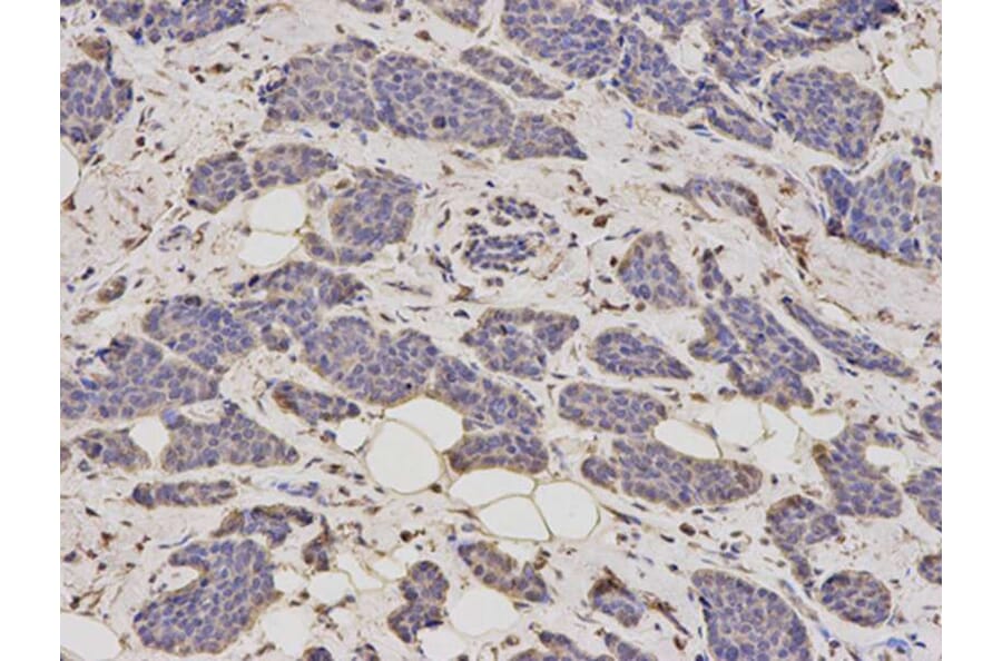 Immunohistochemistry - ALDH4A1 Antibody from Signalway Antibody (32742) - Antibodies.com