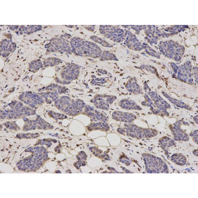Immunohistochemistry - ALDH4A1 Antibody from Signalway Antibody (32742) - Antibodies.com