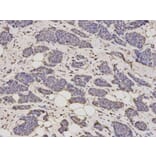 Immunohistochemistry - ALDH4A1 Antibody from Signalway Antibody (32742) - Antibodies.com