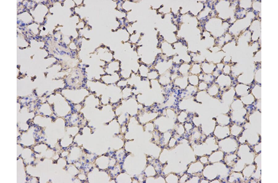 Immunohistochemistry - ALDH4A1 Antibody from Signalway Antibody (32742) - Antibodies.com