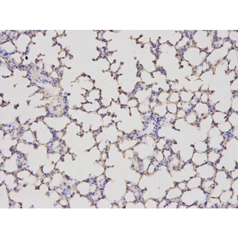 Immunohistochemistry - ALDH4A1 Antibody from Signalway Antibody (32742) - Antibodies.com