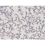 Immunohistochemistry - ALDH4A1 Antibody from Signalway Antibody (32742) - Antibodies.com