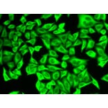 Immunofluorescence - ALDH4A1 Antibody from Signalway Antibody (32742) - Antibodies.com