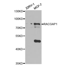 Western blot - RACGAP1 Antibody from Signalway Antibody (32752) - Antibodies.com