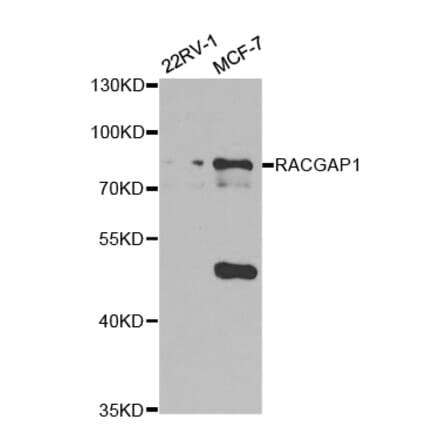 Western blot - RACGAP1 Antibody from Signalway Antibody (32752) - Antibodies.com