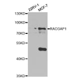 Western blot - RACGAP1 Antibody from Signalway Antibody (32752) - Antibodies.com