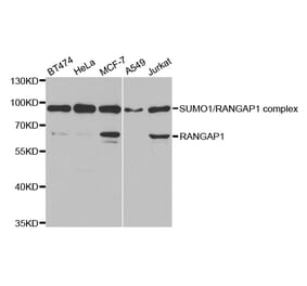 Western blot - RANGAP1 Antibody from Signalway Antibody (32818) - Antibodies.com