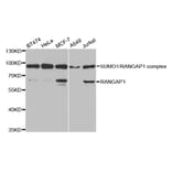 Western blot - RANGAP1 Antibody from Signalway Antibody (32818) - Antibodies.com