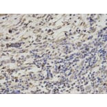 Immunohistochemistry - RANGAP1 Antibody from Signalway Antibody (32818) - Antibodies.com