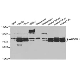 Western blot - WHSC1L1 Antibody from Signalway Antibody (32917) - Antibodies.com