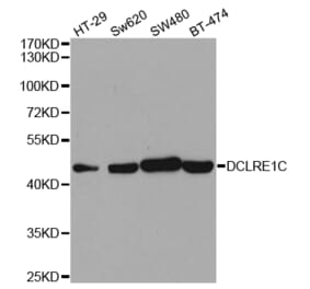 Western blot - DCLRE1C Antibody from Signalway Antibody (32923) - Antibodies.com