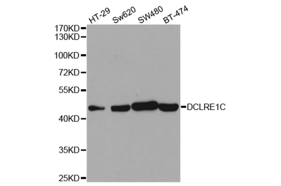 Western blot - DCLRE1C Antibody from Signalway Antibody (32923) - Antibodies.com