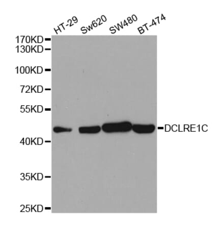 Western blot - DCLRE1C Antibody from Signalway Antibody (32923) - Antibodies.com