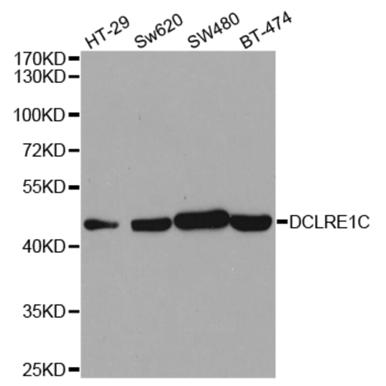 Western blot - DCLRE1C Antibody from Signalway Antibody (32923) - Antibodies.com