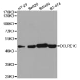 Western blot - DCLRE1C Antibody from Signalway Antibody (32923) - Antibodies.com