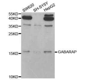 Western blot - GABARAP Antibody from Signalway Antibody (32924) - Antibodies.com