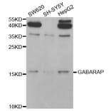 Western blot - GABARAP Antibody from Signalway Antibody (32924) - Antibodies.com