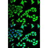 Immunofluorescence - GABARAP Antibody from Signalway Antibody (32924) - Antibodies.com