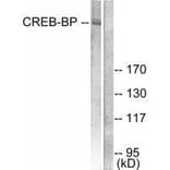 Western blot - CREB-BP Antibody from Signalway Antibody (33346) - Antibodies.com