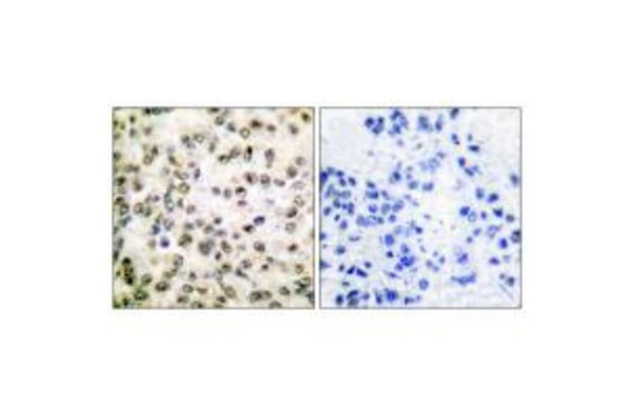 Immunohistochemistry - CREB-BP Antibody from Signalway Antibody (33346) - Antibodies.com