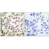 Immunohistochemistry - CREB-BP Antibody from Signalway Antibody (33346) - Antibodies.com