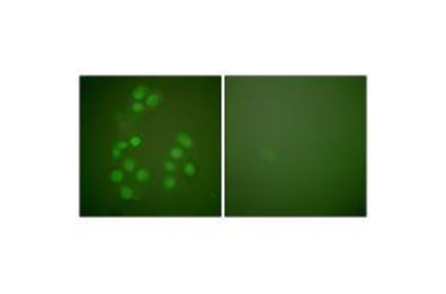Immunofluorescence - CREB-BP Antibody from Signalway Antibody (33346) - Antibodies.com