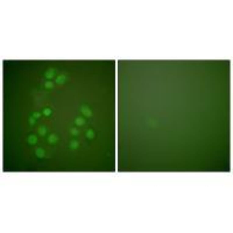 Immunofluorescence - CREB-BP Antibody from Signalway Antibody (33346) - Antibodies.com