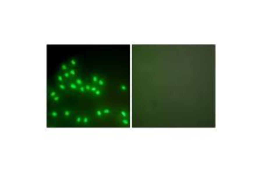 Immunofluorescence - Ku70/80 Antibody from Signalway Antibody (33425) - Antibodies.com