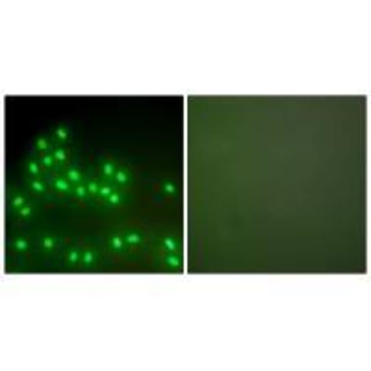 Immunofluorescence - Ku70/80 Antibody from Signalway Antibody (33425) - Antibodies.com