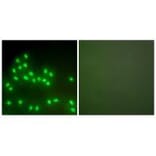 Immunofluorescence - Ku70/80 Antibody from Signalway Antibody (33425) - Antibodies.com