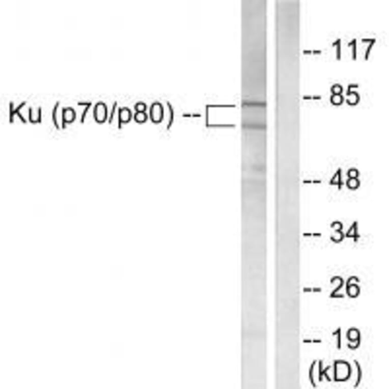 Western blot - Ku70/80 Antibody from Signalway Antibody (33425) - Antibodies.com