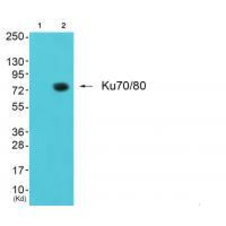 Western blot - Ku70/80 Antibody from Signalway Antibody (33425) - Antibodies.com