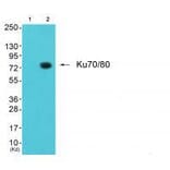 Western blot - Ku70/80 Antibody from Signalway Antibody (33425) - Antibodies.com