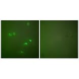 Immunofluorescence - p14 ARF Antibody from Signalway Antibody (33456) - Antibodies.com
