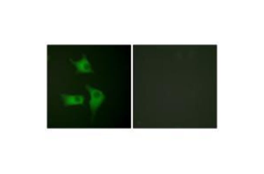 Immunofluorescence - p15 INK Antibody from Signalway Antibody (33457) - Antibodies.com