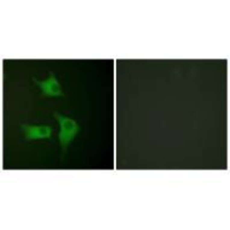 Immunofluorescence - p15 INK Antibody from Signalway Antibody (33457) - Antibodies.com