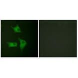Immunofluorescence - p15 INK Antibody from Signalway Antibody (33457) - Antibodies.com